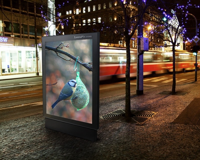 Mein Meisenfoto im Leuchtkasten