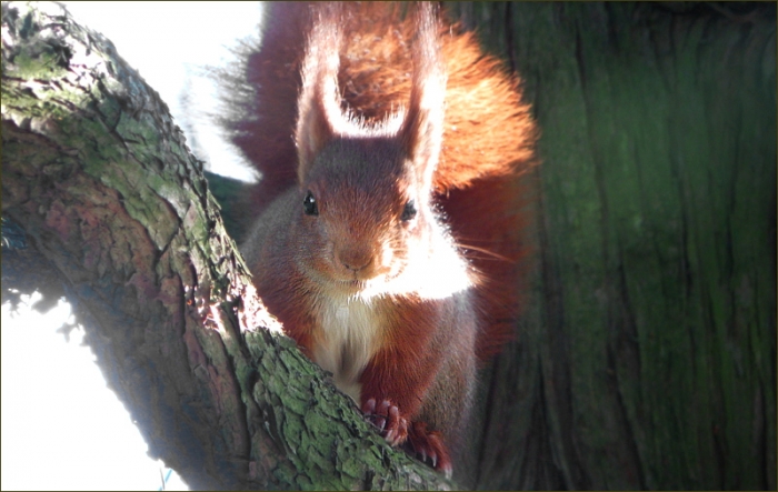 Eichhörnchen im März