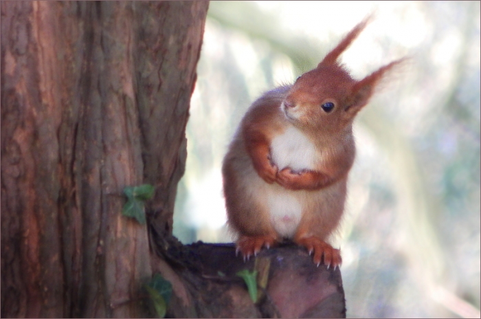 Eichhörnchen