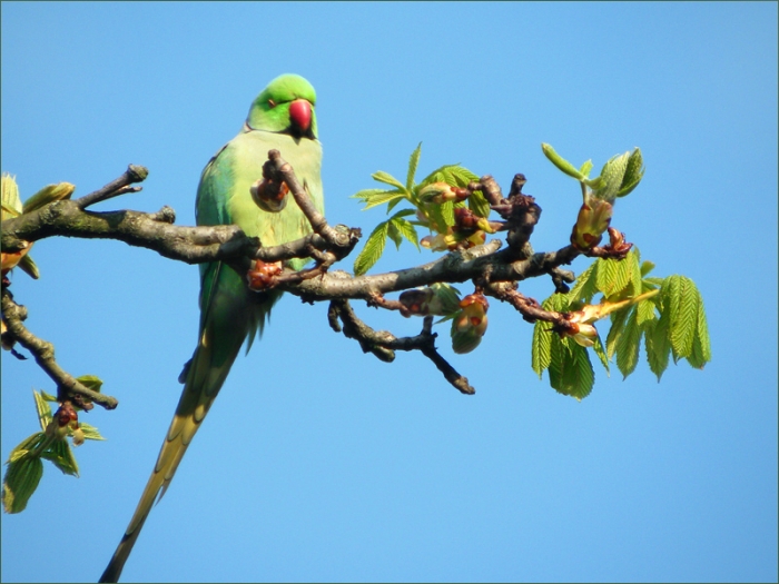 Papagei auf einem Kastanienzweig
