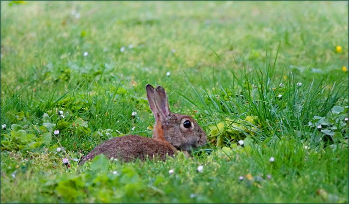 Junges Wildkaninchen