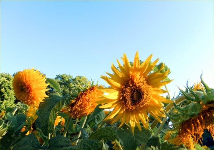 Sonnenblumen