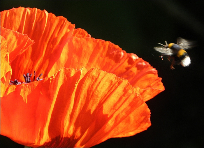 Mohn und Hummel