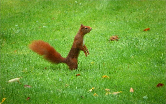 Wachsames Eichhörnchen