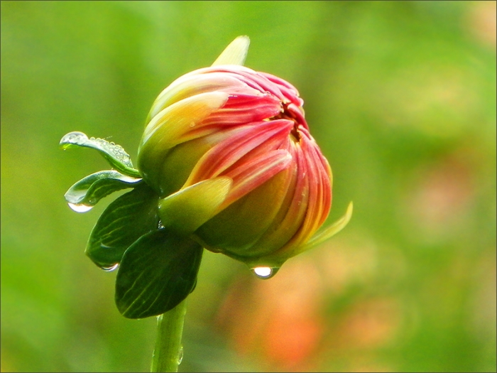Dahlienknospe mit Regentropfen