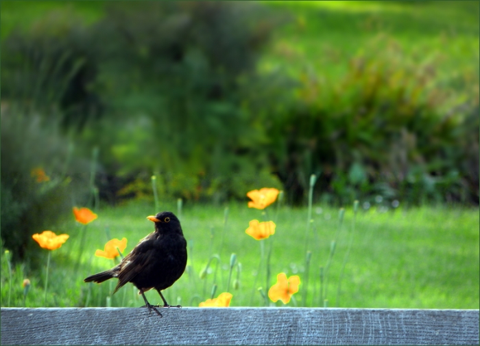 Amsel