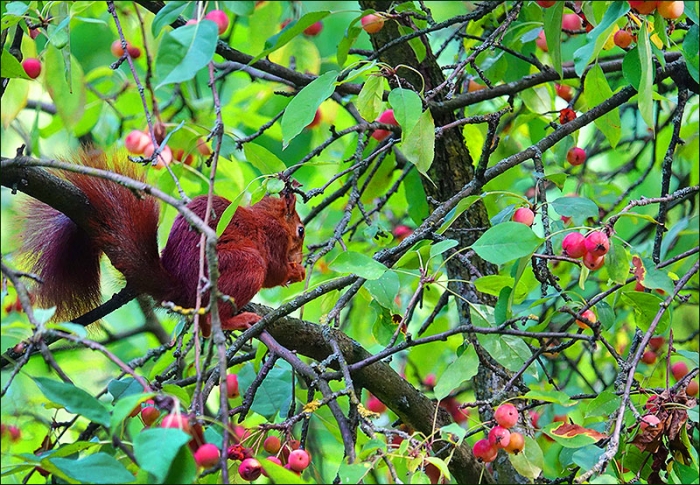 Eichhörnchen im Baum