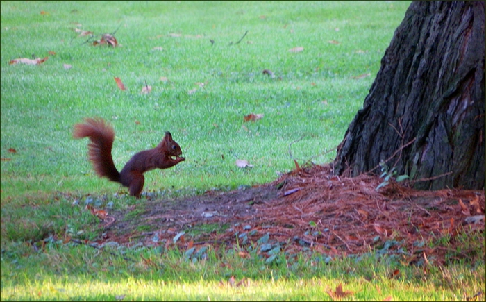 Eichhörnchen
