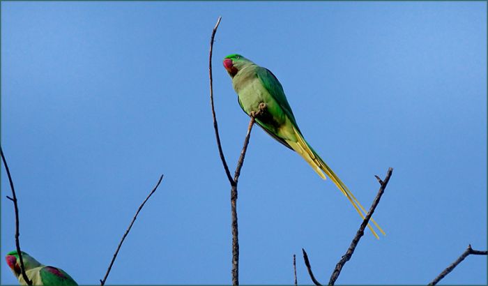 Zwei Halsbandsittiche