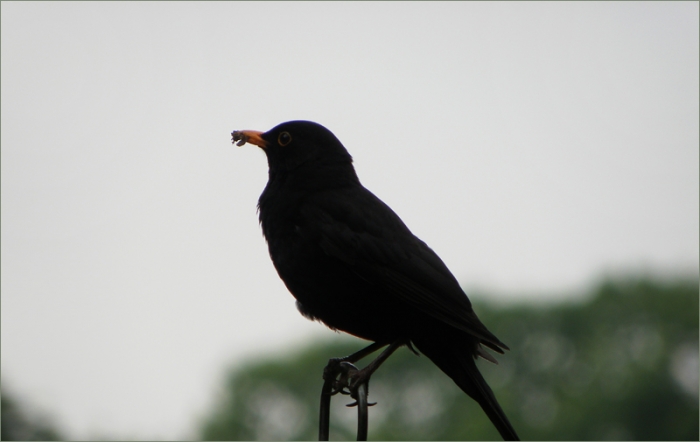 Amsel vor Sonnenaufgang