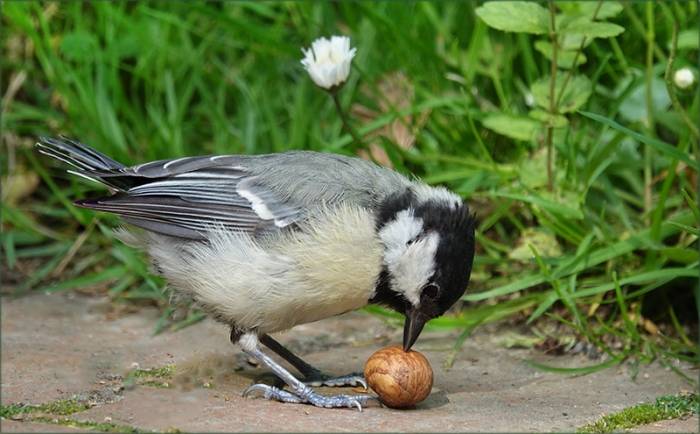 Kohlmeise und Haselnuss