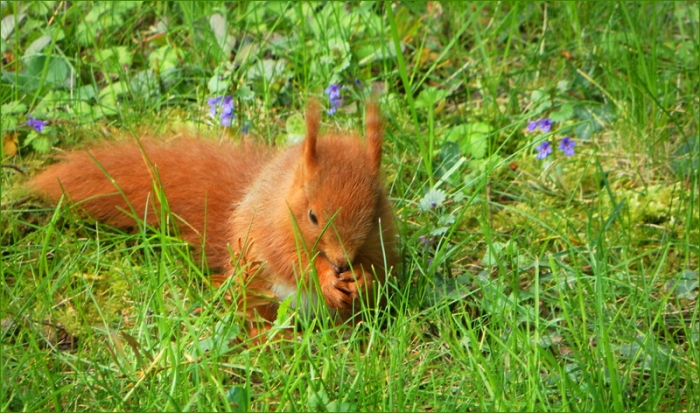 Junges Eichhörnchen