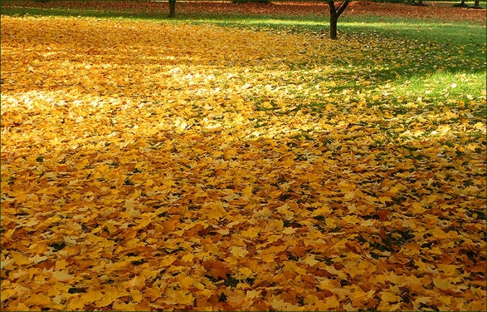 Blätterteppich im Oktober