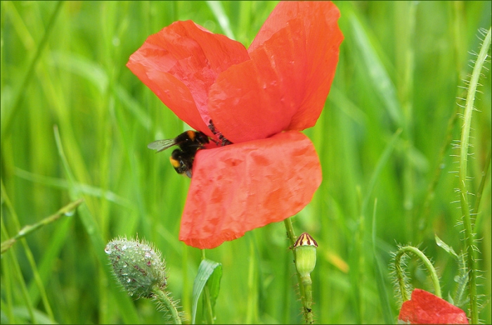 Feldmohnblüte