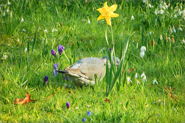 Taube auf der Frühlingswiese