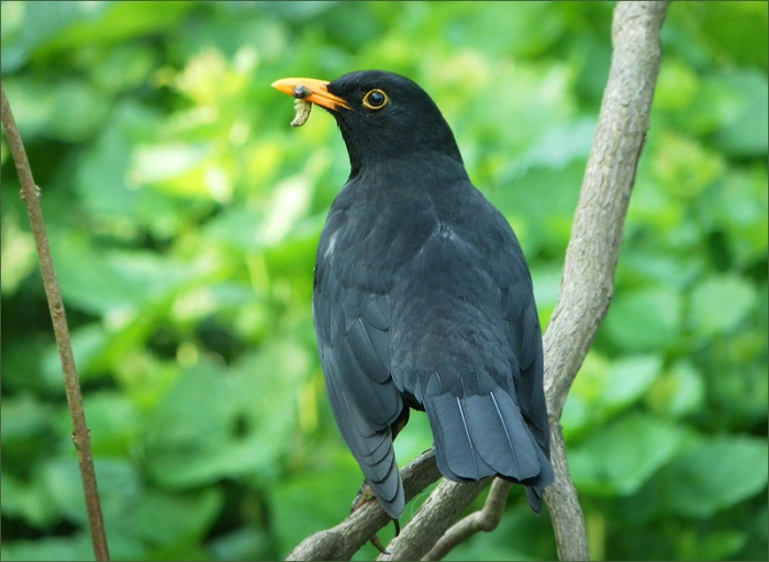 Amsel mit einer Raupe im Schnabel
