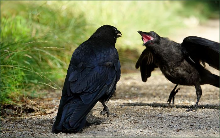 Rabenjunges bettelt nach Futter