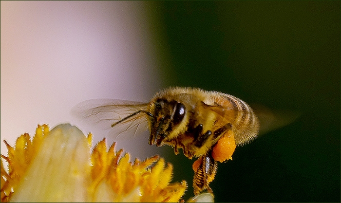 Biene im Anflug auf eine Dahlie