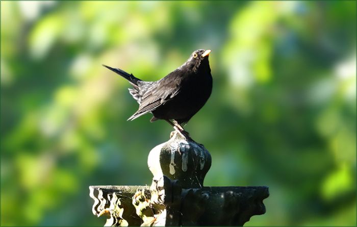 Amsel
