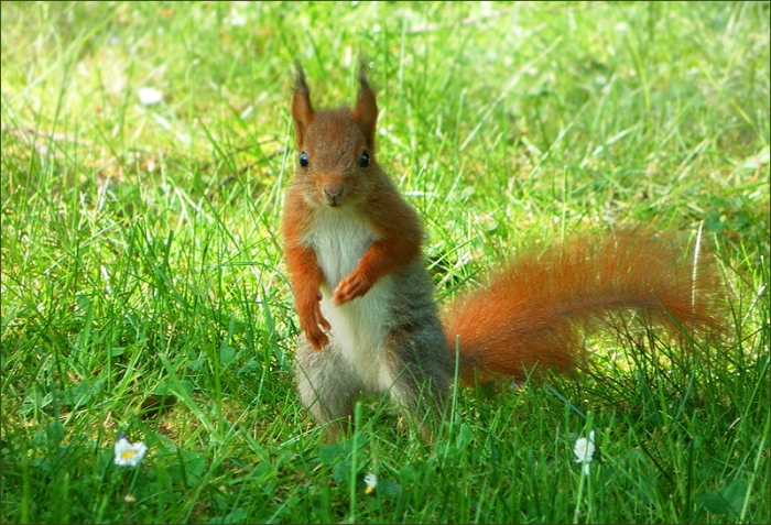 Eichhoernchen auf der Maiwiese