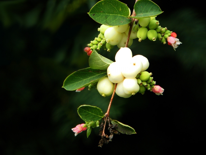 Schneebeeren