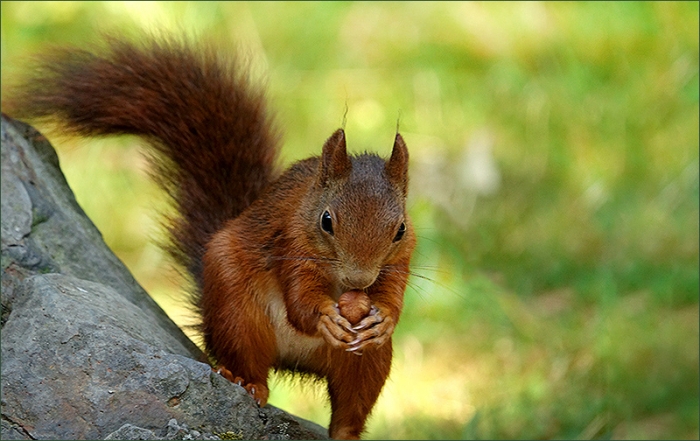 Eichhörnchen