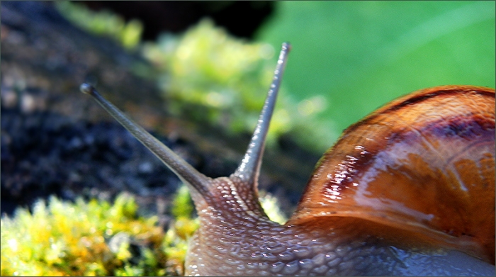 Schnecke