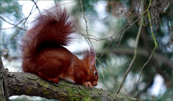 Eichhörnchen