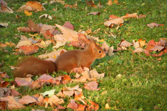 Eichhörnchen