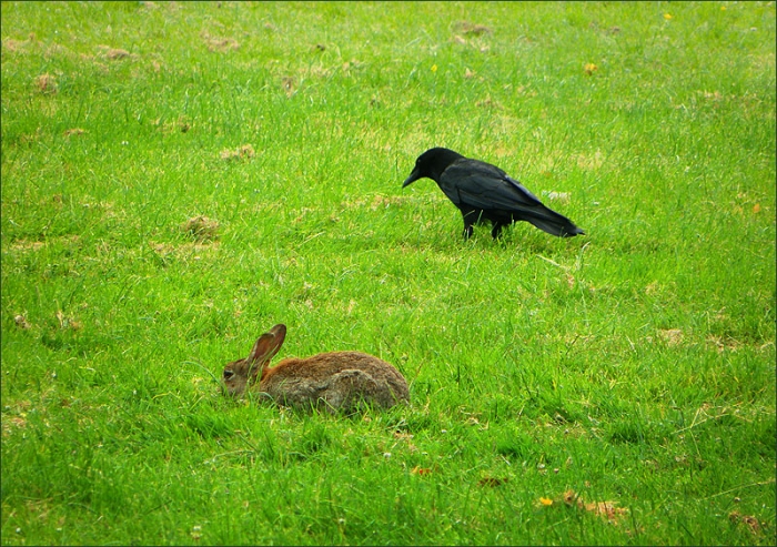 Wildkaninchen und ein Rabe