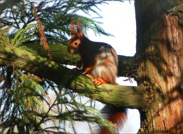 Eichhörnchen im Baum