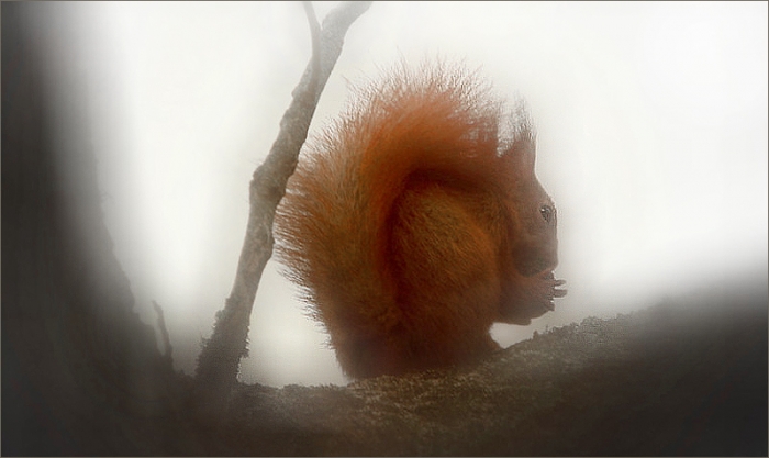 Eichhörnchen im Nebel