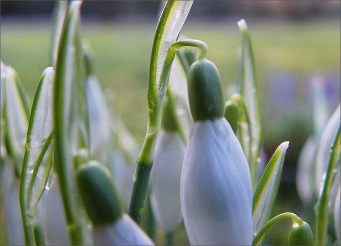 Schneeglöckchen
