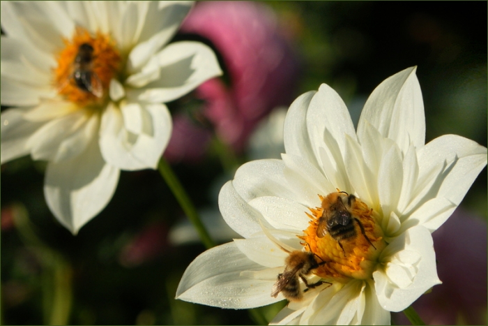 Dahlien