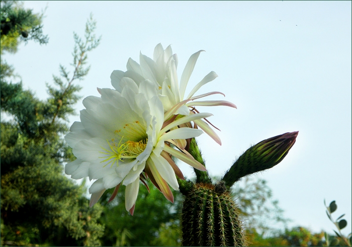 Grosse Kaktusblüten