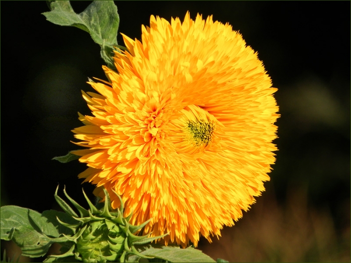 Sonnenblume
