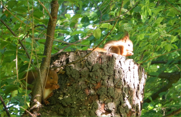 Zwei junge Eichhörnchen