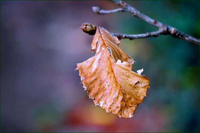 Verwelktes Blatt