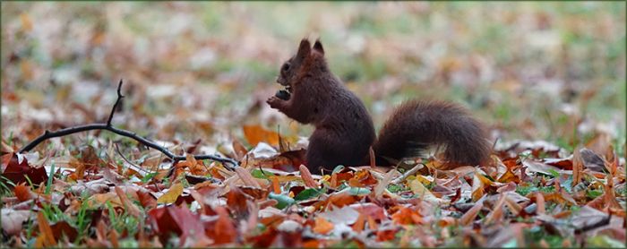 Eichhörnchen im Herbstlaub