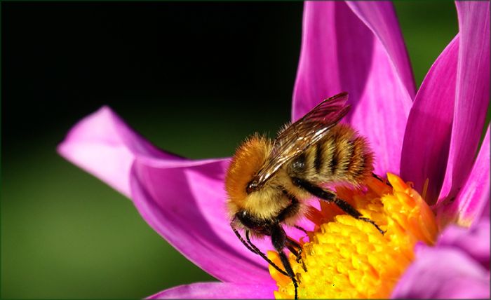 Hummel auf einer Dahlie