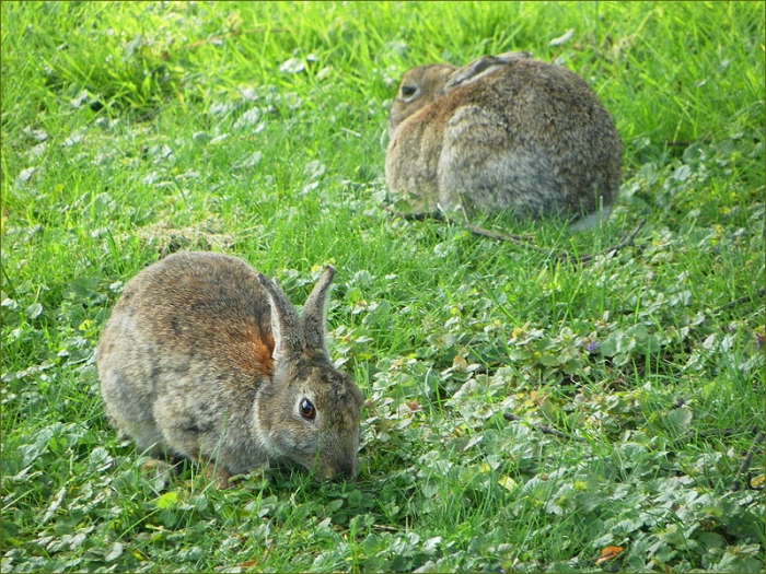 Zwei Wildkaninchen