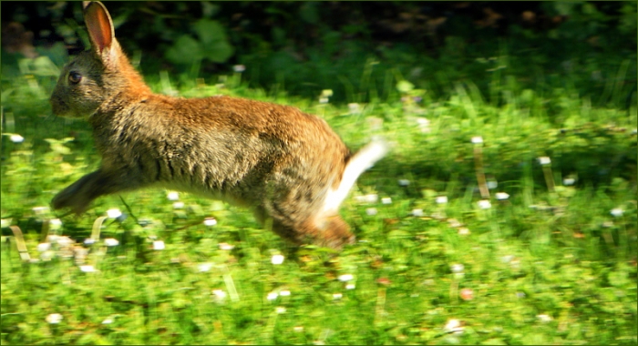 Wildkaninchen im Sprung