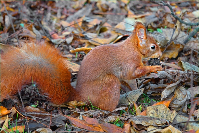 Eichhörnchen im Dezemberlaub