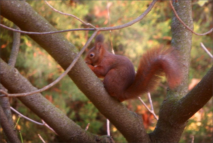 Eichhörnchen