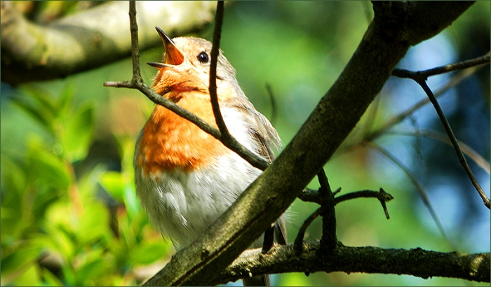 Singendes Rotkehlchen
