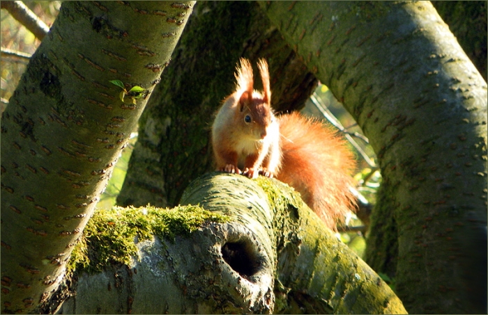 Eichhörnchen in der Morgensonne