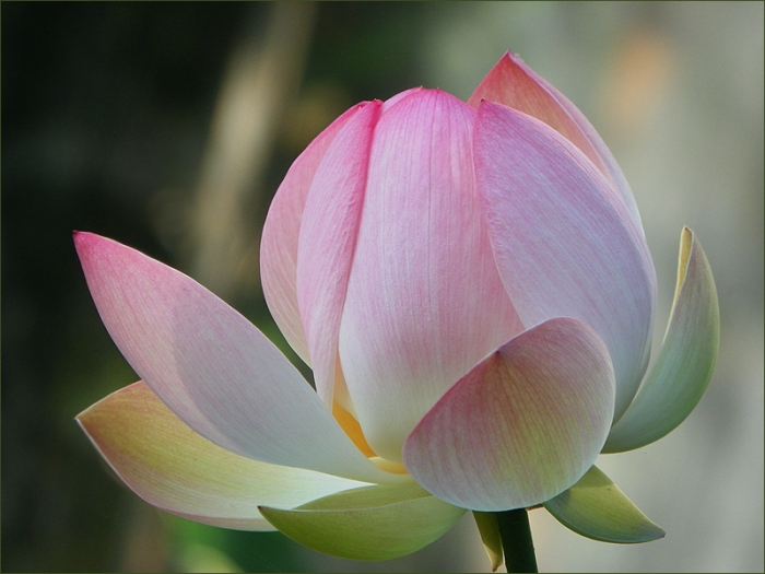 Lotosblume