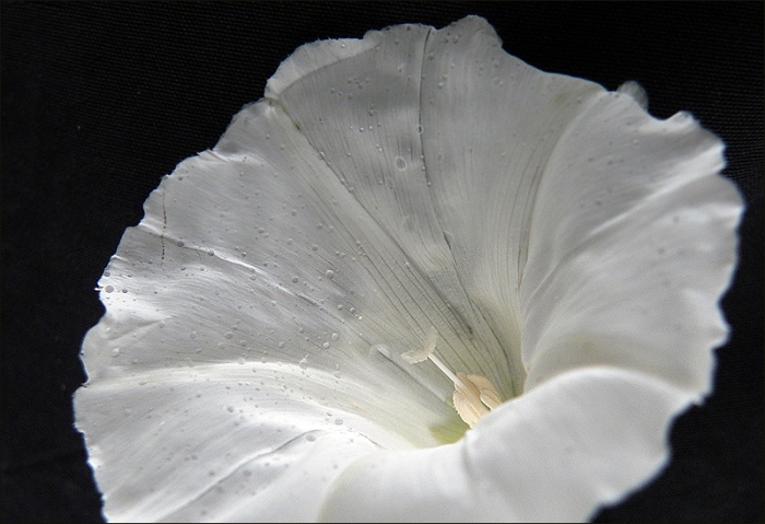 Ackerwinde