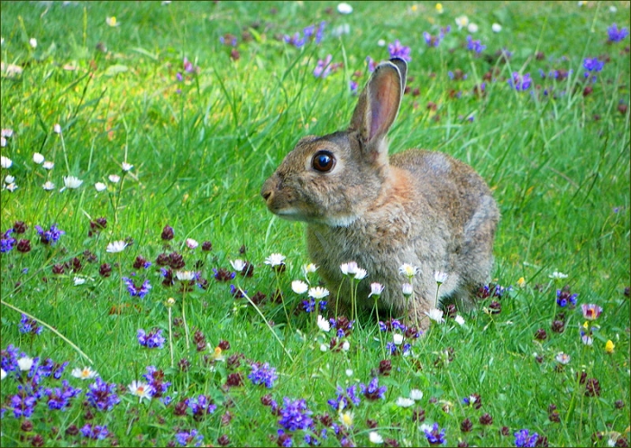 Wildkaninchen in der Juniwiese