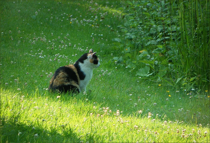 Katze auf der Juniwiese